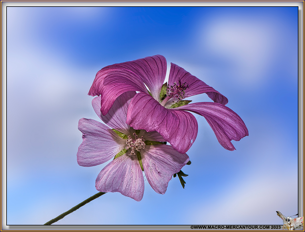 Mauve alcée